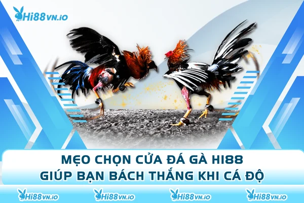 Mẹo Chọn Cửa Đá Gà Hi88 Giúp Bạn Bách Thắng Khi Cá Độ